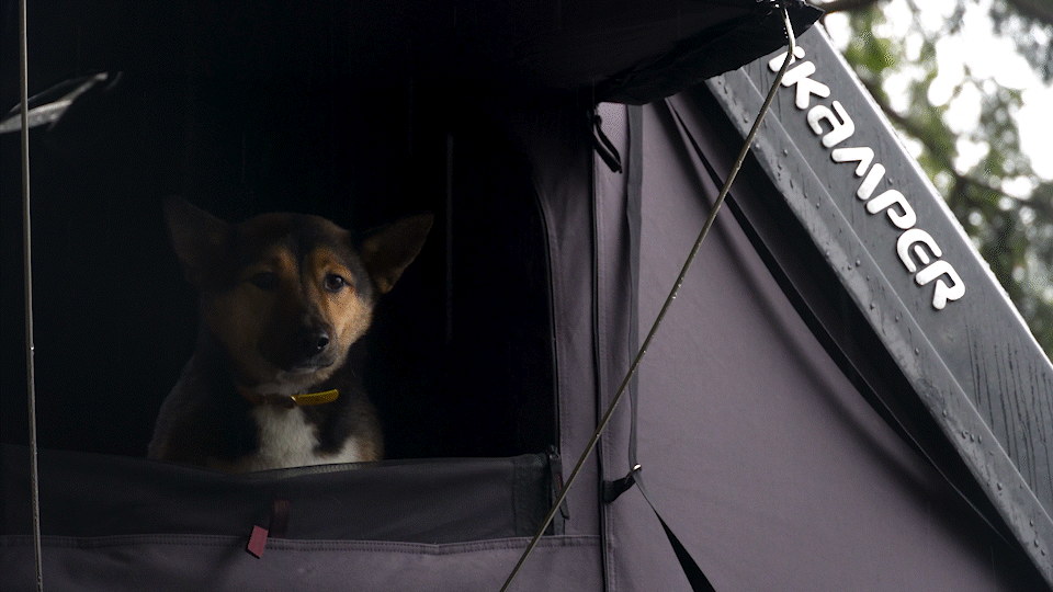 A black and tan Jindo dog looks out the window of an iKamper roof top tent on a rainy day.